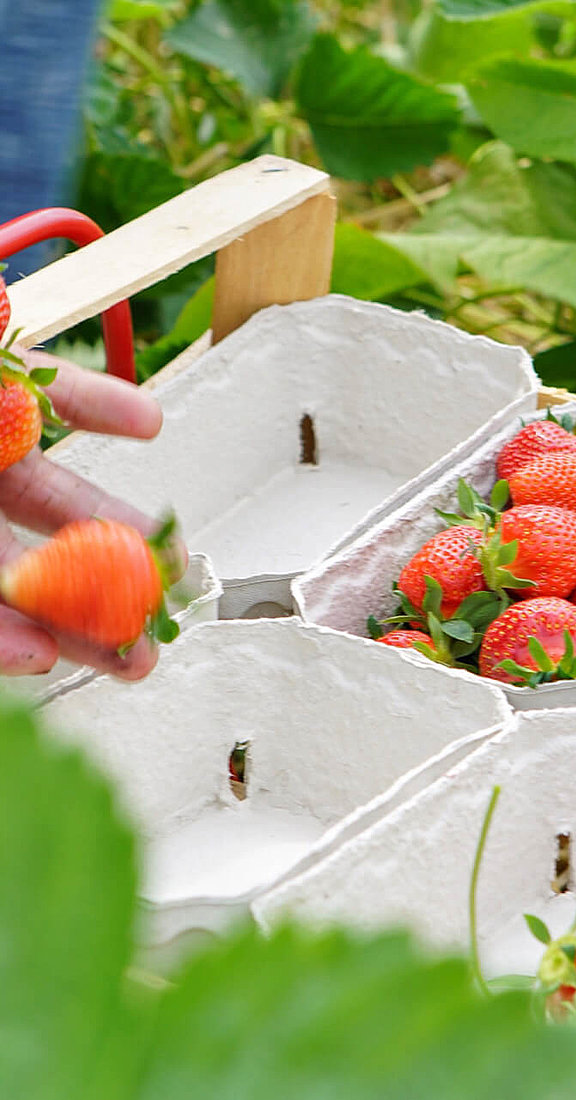 Erdbeeren, Hofgut Dagobertshausen 