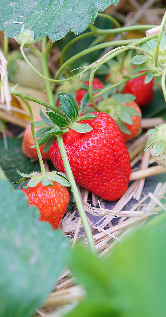 Erdbeeren, Hofgut Dagobertshausen 