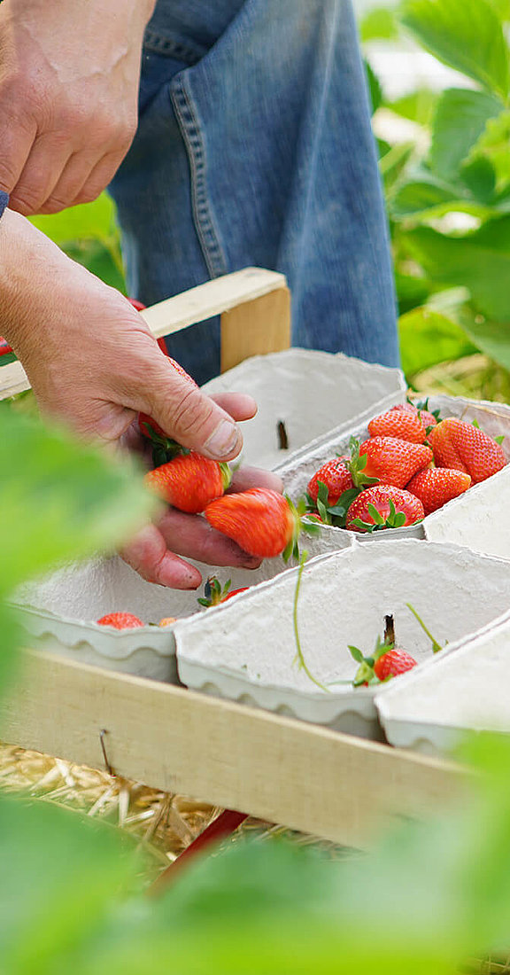 Erdbeeren, Hofgut Dagobertshausen 