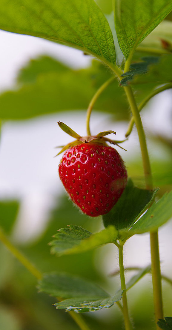 Erdbeer-Selbstpflückerfeld Hofgut Dagobertshausen