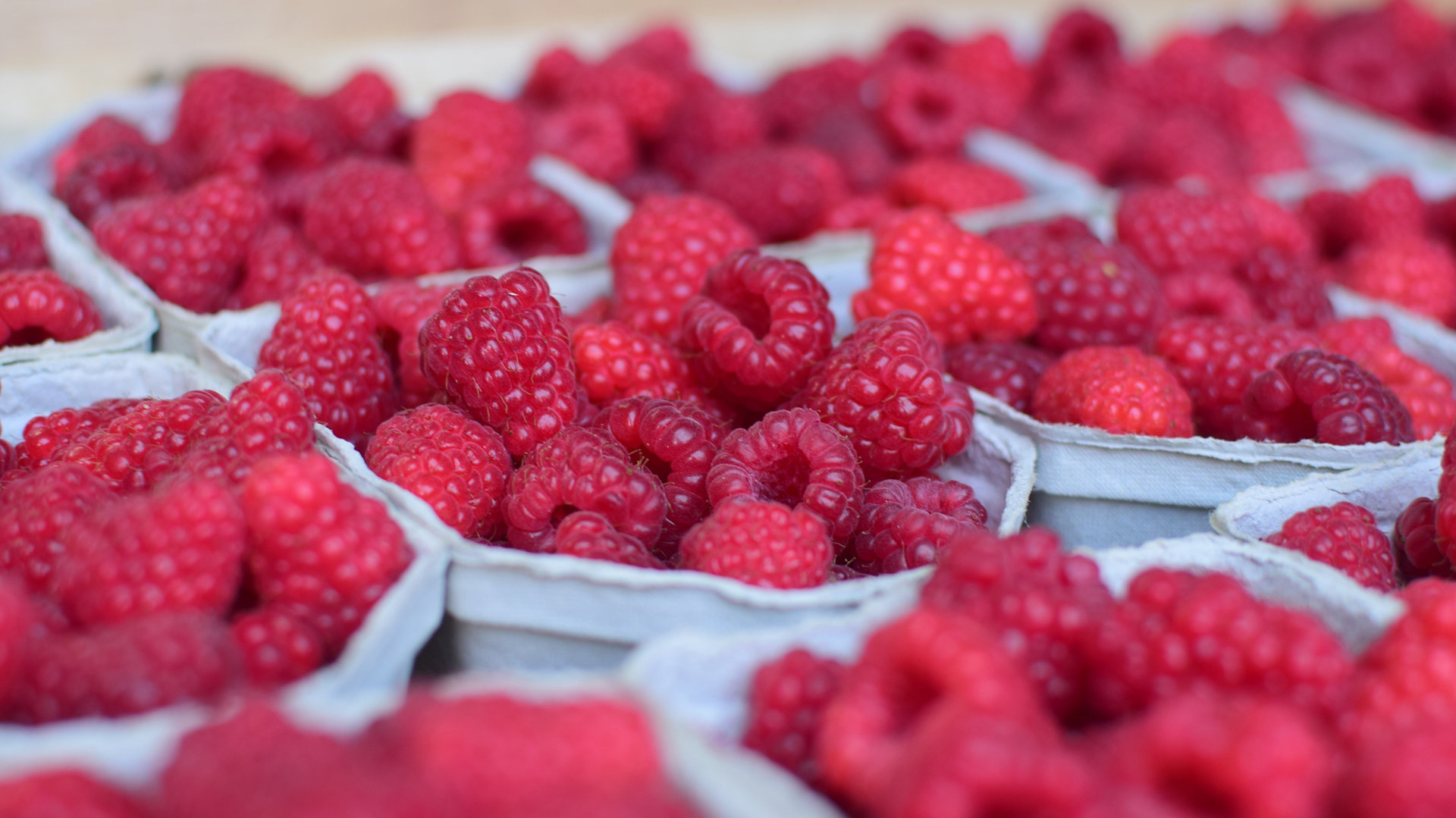 Himbeeren, Hofgut Dagobertshausen