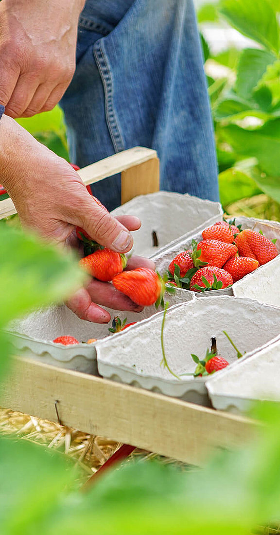 Erdbeeren, Hofgut Dagobertshausen 