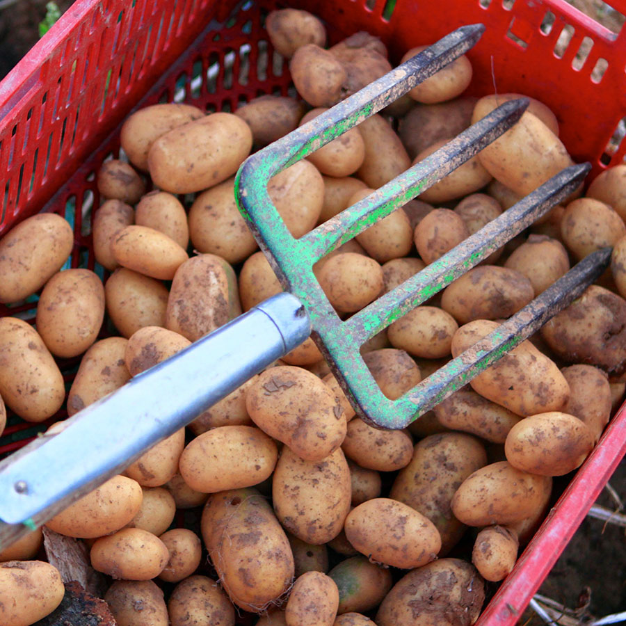 Seltene Kartoffelarten, Hofgut Dagobertshausen Seltene Kartoffelarten, Hofgut Dagobertshausen