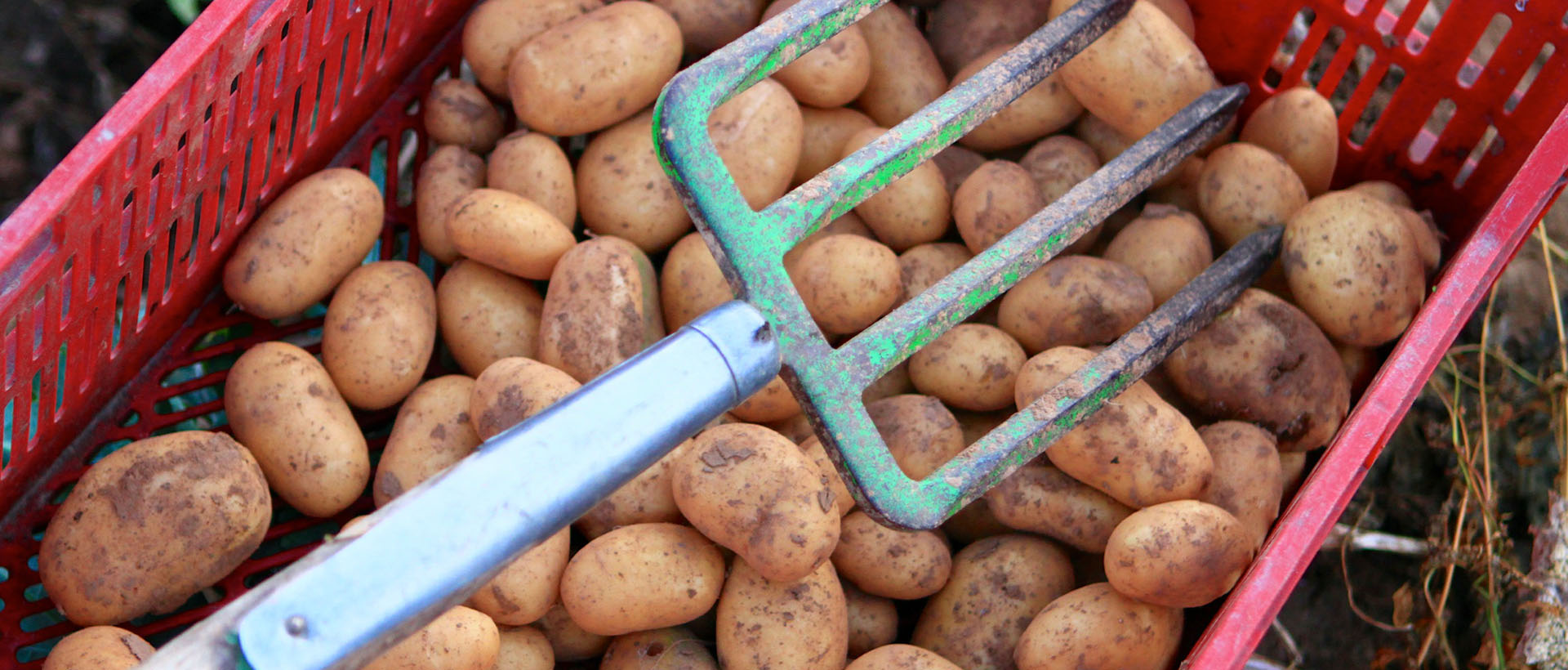 Kartoffeln, Hofgut Dagobertshausen Kartoffeln, Hofgut Dagobertshausen