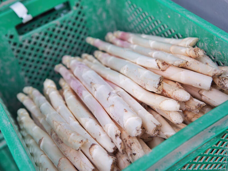 Marburger Spargel vom Hofgut Dagobertshausen
